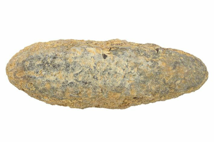 Fossil Cycadophyte Seed Cone - Boujdour, Morocco #234157